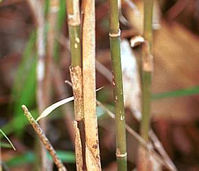 Koyachiku bamboo